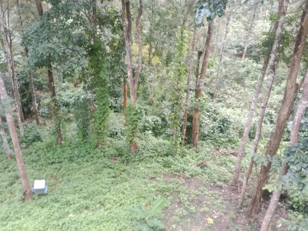 Villa Elephant Path Coorg 3Bhk Suntikoppa Exterior foto
